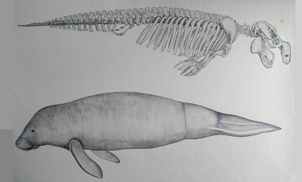 Ilustrasi Zoologi