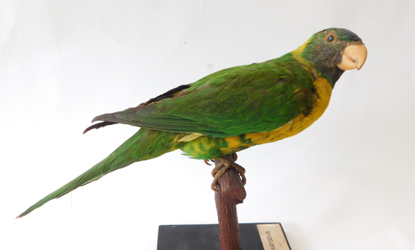 Perkici oranye (<i>Trichoglossus capistratus</i>)