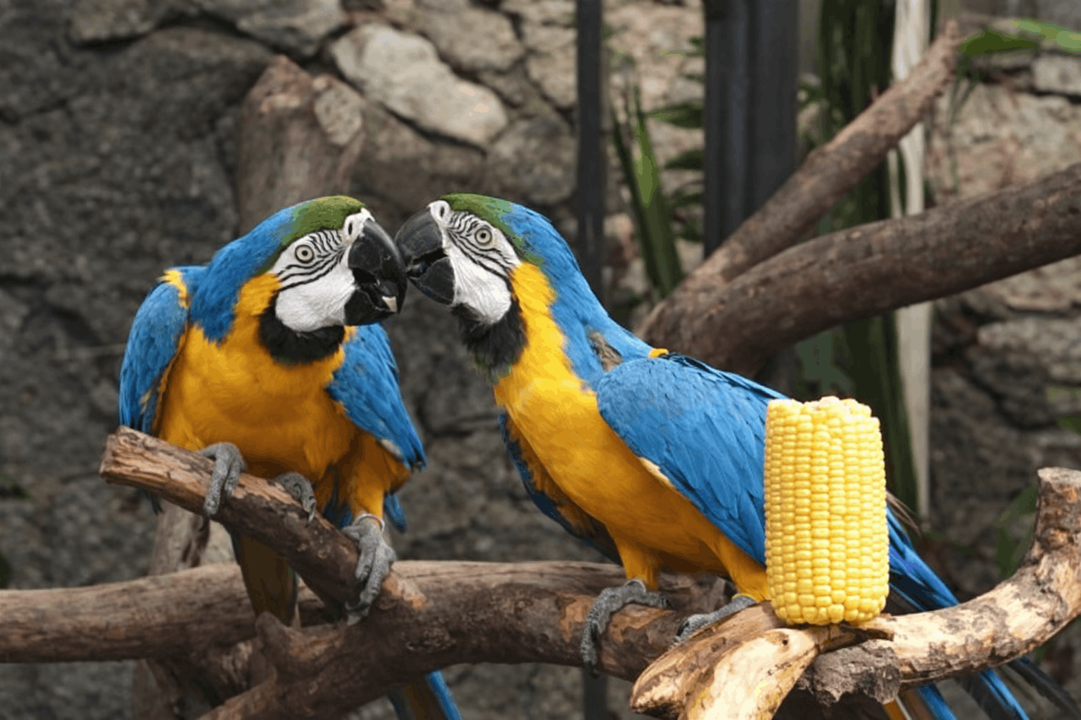 Macaw Biru-Kuning
 (<i>Ara ararauna</i>)